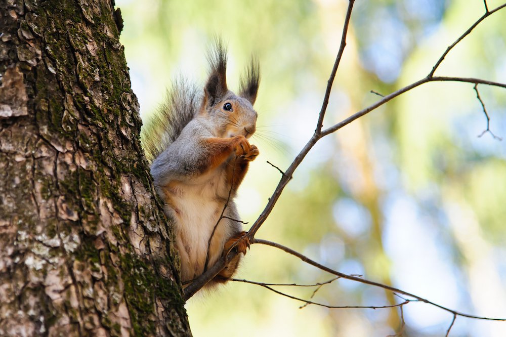 Squirrel eating nuts. Squirrel in the winter. Wildlife. Squirrel eats pine nuts. Squirrel on naked branches. Fluffy fur. Wild rodent. Animal in forest. Beautiful squirrel